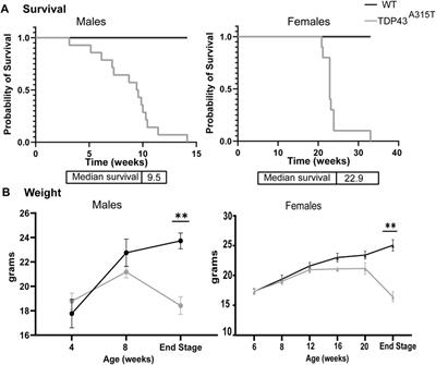 Respiratory pathology in the TDP-43 transgenic mouse model of amyotrophic lateral sclerosis